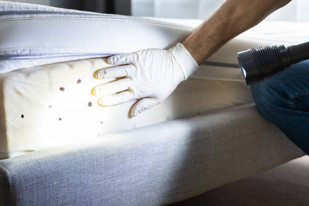Best Wasp Removal Services  in Jennings, LA